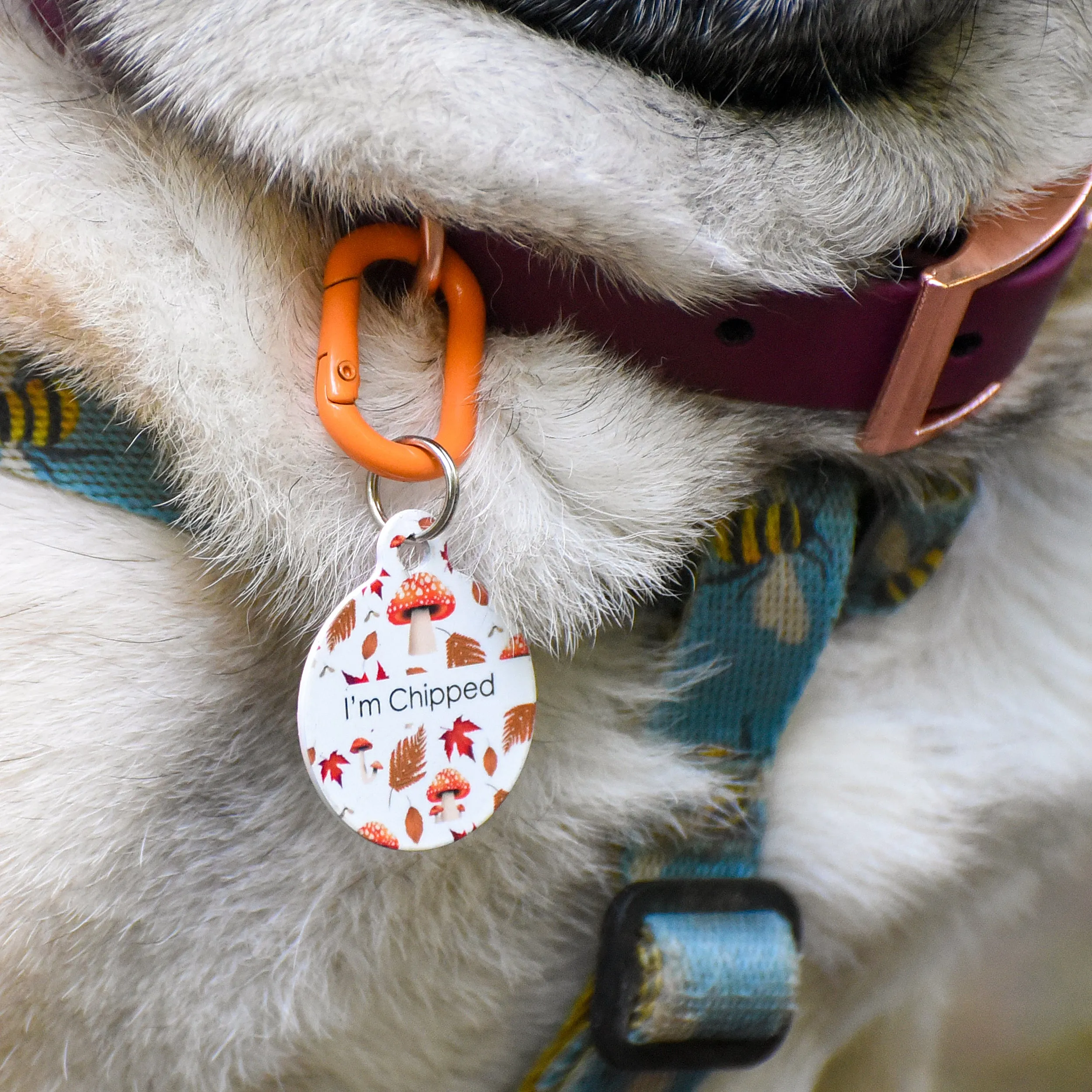 Dog Tag Personalised - Autumn Mushrooms White